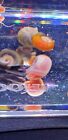 6  Beautiful Pink Ramshorn Snails A  Live Freshwater Aquarium