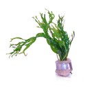 Java Fern Microsorium Windelov One Bundle-freshwater Aquatic Live Plants 