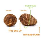 Garden State Bulb Premium Black Magic Elephant Ear Bulbs  5 7  Inch Cirumference