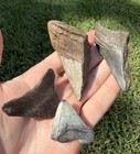 Fossil Megalodon Shark Tooth Lot Group Of Real Shark Teeth Fossils