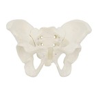 Mini Size Female Pelvis Model - Flexible Anatomy Model - Hip Bone Pelvic