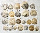 Dendraster Gibbsii  r  mond 1863  - Late Miocene To Pliocene Fossil Sand Dollar