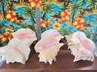 Natural Large Pink Conch Seashell  harvested 