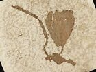 Wow Big  50 Million Year Old Museum Bloom Or Flower Fossil From Wyoming 656gr