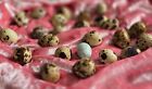 Npip ai Clean 18 Coturnix Quail Eggs - Mixed Colors 