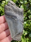 Natural Beautiful 3 69    Megalodon Tooth Fossil Shark Teeth
