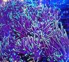 Indo Hellfire Torch   Live Coral Frag   Ajs Aquariums