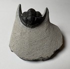 Cornuproetus Trilobite Fossils Morocco  pe93