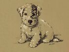 Sealyham Terrier  albert  - Custom Matted - Lucy Dawson Dog Art Print - New