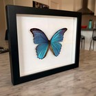 Real Framed Metallic Blue Morpho Butterfly Taxidermy Specimen Morpho Didius
