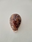 Vintage Large Tiger Cowrie Shell - Ideal For Shell Collectors    83 6 Mm