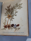 Antique Herbarium   Lithographs Flowers And Views Of The Earth Sainte C557
