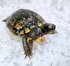 Two-headed Turtle Taxidermy Gaff Snake Reptile Lizard