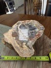  rare  Henry Mountains Petrified Wood - 13 Pounds - Polished Face - Display