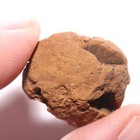 Metasequoia Pine Cone Fossil - Hell Creek Formation Cretaceous - Nice Partial