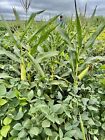 Eagle Seed - Green   Gold - Roundup Ready Corn And Soybean Mix - 1 Acre Bag