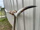 Mounted Steer Horns 6 Feet Longhorn Polished Mount Bull Cow