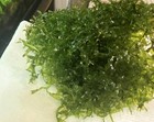 Aquarium Subwassertang Moss Plant Clump - Freshwater Tropical  Buy 2 Get 1 Free 