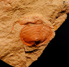 Very Rare Unknown Species Mississipian Fossil Horseshoe Crab - Not Mazon Creek