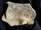 Very Rare Juvenile Eurypterid Fossil Plate - Very Affordable Baby Eurypterus 