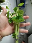 6 Bunches Brazilian Pennywort Plants Easy Aquarium Aquascaping Planted Tank Pond
