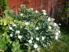 Datura Inoxia Leaves Dried Moonflower Thornapple Herb Metel Meteloides Us Grown