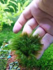 1x1 Inch Portion Of Fissidens Fox Moss   Live Aquarium Plants   Rare  