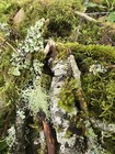 Live Moss   Lichen Sticks bark Pieces twigs fairy Garden terrarium isopods 