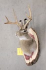 New Jackalope Mount taxidermy deer Mount antlers craft hunting art fishing gift
