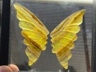 Spectacular 3 1 2  Golden Fluorite Butterfly Wings  Awesome Trans-illumination