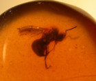 Beautiful Bee Like Wasp In Red Burmese Burmite Amber Fossil Dinosaur Age