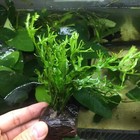 Anubias Java Fern Moss Live Aquarium Plants On Driftwood Fish Tank