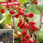 190  C o c a Seeds Tropical   Organic High Germinations Free Shipping Free Seeds