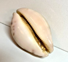Map Cowrie Cypraea Mappa Natural Seashell Rare Leporicypraea Mappa 75mm Approx 