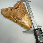 Rare Size Massive  Affordable Xl 6 24  Fossil Megalodon Shark Tooth - Nc