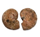 Ammonite Matching Halves Madagascar 20 1 Grams 