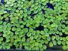Water Spangles Salvinia Minima 100  Top Floating Aquarium Plant