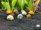 10 Live Mystery Snails Large Mix Pack Freshwater Aquarium Algae Eaters