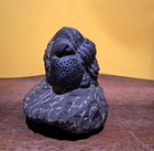 Fossil Trilobite Huge Enrolled Drotops 3   Gorgeous Eyes Morocco Baseball Sized 