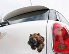 3d Roaring Brown Wild Bear Peeking Car Decal  Wild Forest Beast Sticker  Realist