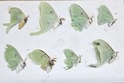 1 Lot 8 Practice Grade Luna Moths Unmounted In Glasine Envelopes Wings Fold