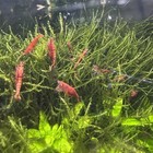 20   Extra Red Cherry Shrimp Freshwater Aquarium Neocaridina Live Guarantee