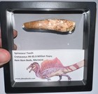 Spinosaurus Spinosaur Fossil Dinosaur Tooth Lot  2 5 To 2 2 Inches One Per Order