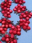 Lot 25 Vintage Japan Red Berry Picks Plastic Celluloid Cherries Craft  Decor