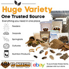 Best Live Feeder Insects  Superworms Mealworms Waxworms Hornworms Dubia Roaches