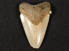 Larger  100  Natural Four Million Year Old  Megalodon Shark Tooth Fossil 5 72