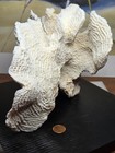 Large Coral Specimen Decorative Display 3 5lbs 10 5in X 6 5in X 6 5in W surfer