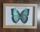 Taxidermy Real Framed Blue Morpho Butterflies In Oak Wooden Box Frame New