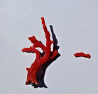 30 Ct Natural Mediterranean Sea Red Coral Branch