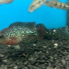 King Kamfa Flowerhorn